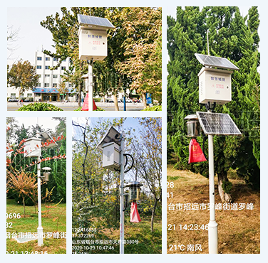 Shandong Zhaoyuan City introduced a number of Okeqi pest remote real-time monitoring systems to achi