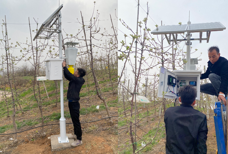 Luoyang apple orchard introduced the remote real-time monitoring system of Okchi pests