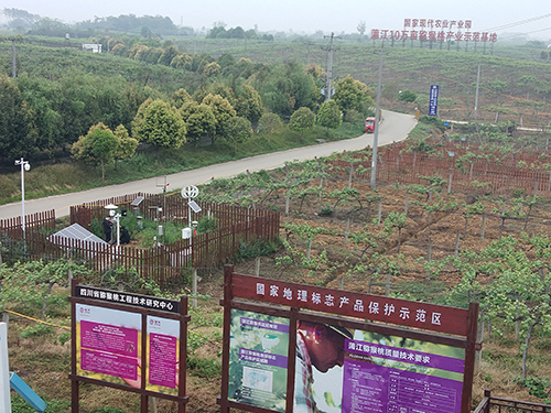 The remote monitoring system of Okchi pests protects the planting safety of Chengdu fruit base